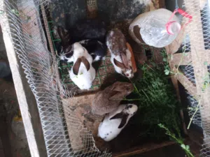 5ذكور ارانب