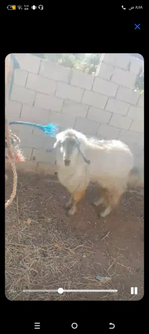 ثني  للبيع