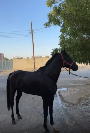 للبيع حصان فحل عربي اصيل