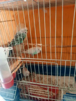 جوز عصافير حب مع فرخ