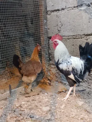 زوج دجاج كويتي للبيع او للمراوس بزوج دجاج كوشن