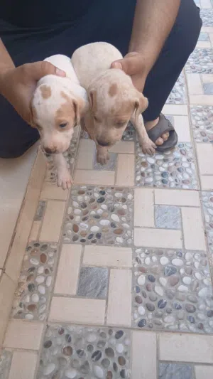 جراوه بونتر انجليزي للبيع