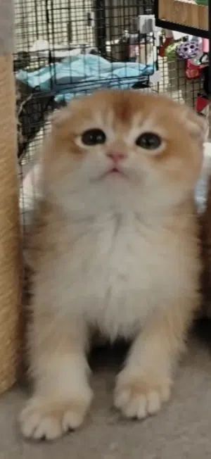 قطة سكوتش فولد (high life)