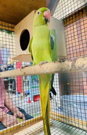 Indian Ringneck parrot