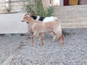 غنم للبيع اقرا الوصف تحت لايفوتك