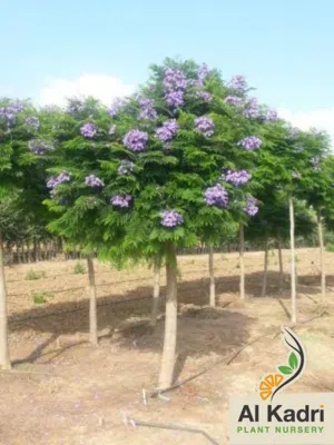 اشجار جقرندا للبيع