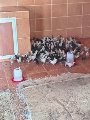 صيصان فرنسي عمان