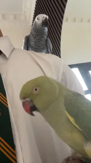Tamed indian ringneck متوه اليفه متدربه