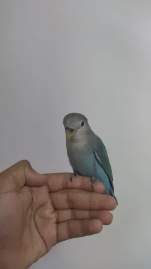 للبيع روز أليف جدا إقرأ الوصف