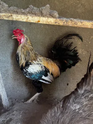 دجاج عرب  اصلي