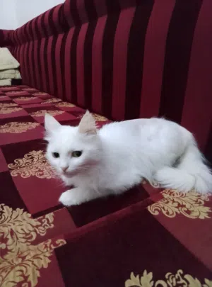 بيع قطة فارسية بيضاء شيرازى وصغارها