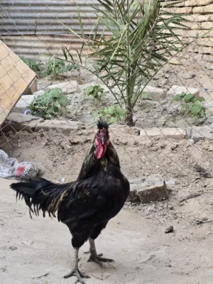 دجاج اسود زينه للبيع