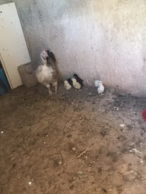 دجاجة معها 8 صيصان
