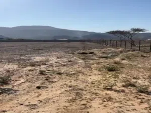 مزرعة للايجار فى راس الخيمة 168 الف قدم ب 70 الف