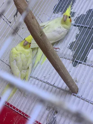 ‏ببغاء‏1