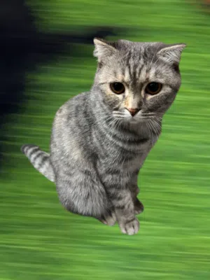 قطط سكوتش فولد