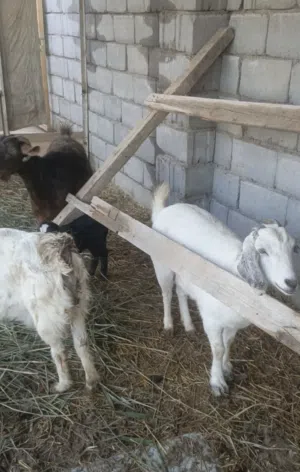ماعز البيع ستفسار خاص العلوان البصره ابو الخصيب