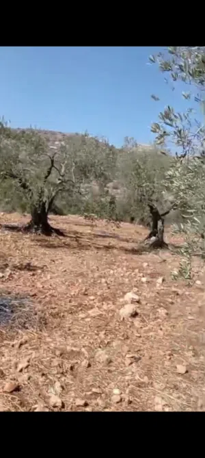 Residential Land for Sale in Ramallah and Al-Bireh Kafr Ni'ma