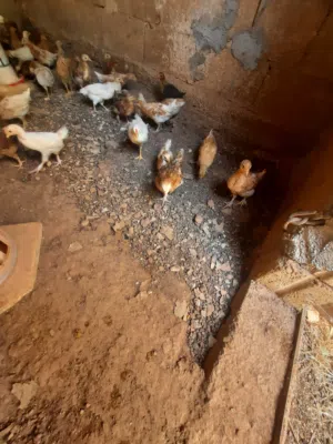 صوص لوهمن وبلدي