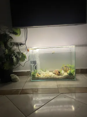 Accessories . Fish3