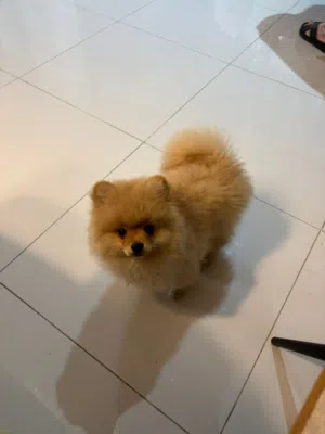 Pure Breed Pomeranian Puppies