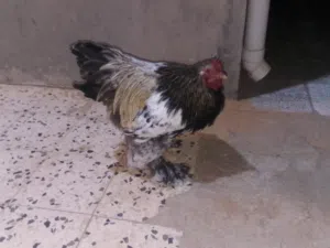 كوبيا براهما ربي يبارك