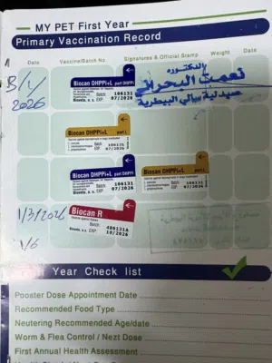 ذكر بلجم مالينو للبيع