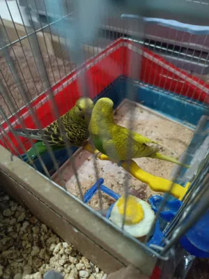 طيور ااااا
