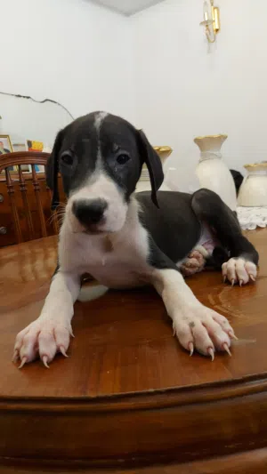 جريت دان  جراء Great  Dane pappi
