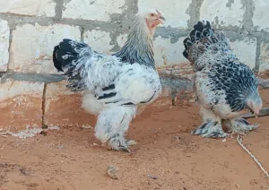 كوبية براهما