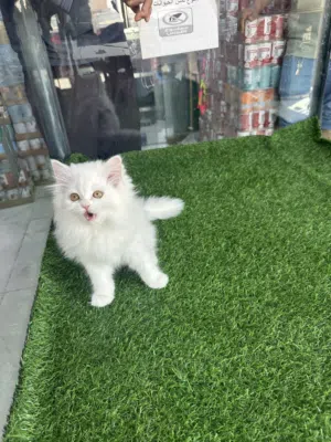 قطط شيرازي بكي فيس بيو عمر شهرين