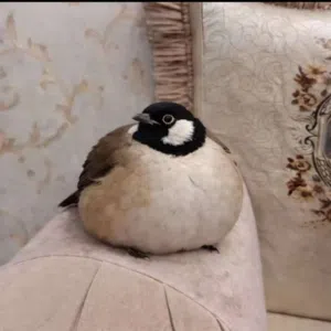 اااا 