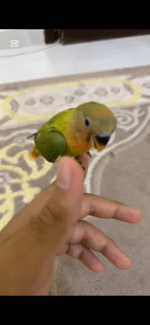 النوع ؛لوف بيرد