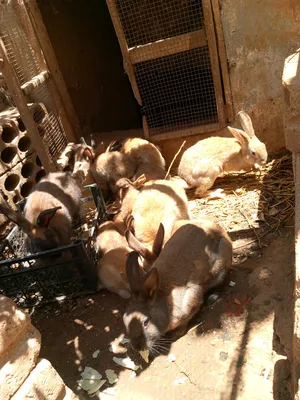 ‏أرانب‏3