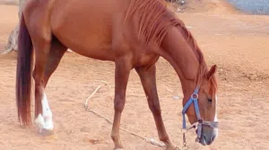 ماشاء الله لاقوه الا بالله فرس للبيع للبيع