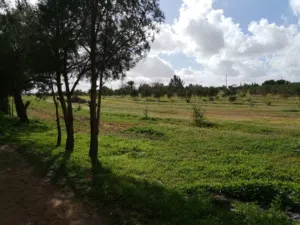 مزرعه للبيع واد الربيع الفتحه يلي قبل الشلمبر جي مشجرة منزل جاهز للسكن ارض زراعية زوز ابيار ربي يبار
