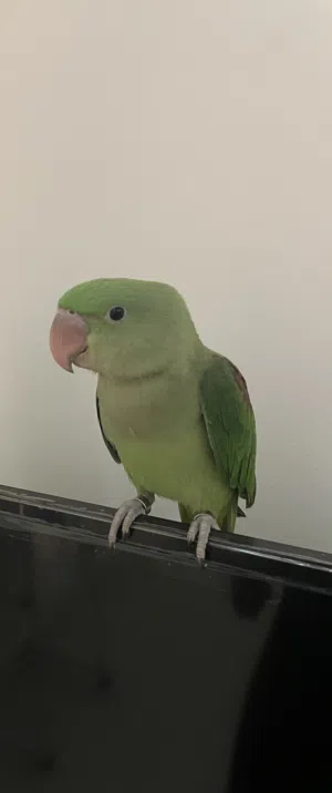 ببغاء نيبالي