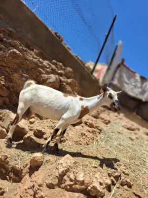 شاه صلاليه ..حليب وافر.....