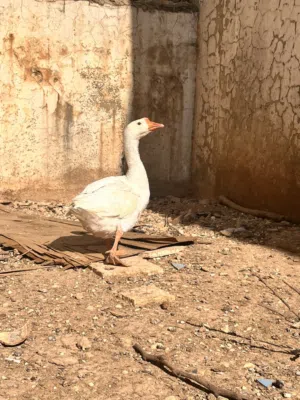 ذكر وز إفريقي