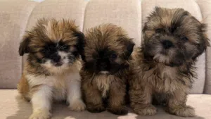 شيتزو للبيع جراوي shitzo poddy foe sell