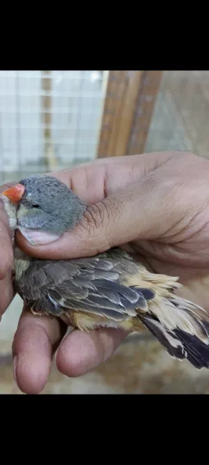 زوج فنجس شوف  الوصف