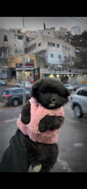 كلب بومريان  عمر3 اشهر ونص اللون المميز