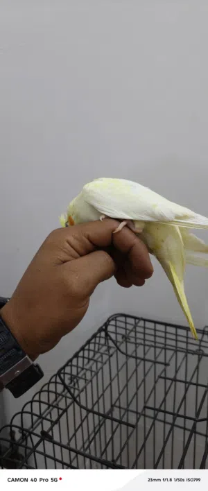 فرخ كوكتيل لاتينو عين حمرا مروض للبيع