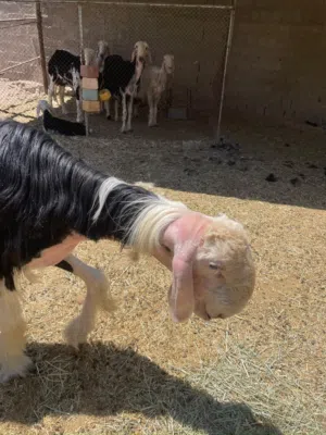 فحل نجدي صنف اصل بيور فاخر ومعرف وساس وحجم قوي ينسف عمره سنه ونص فقط ما شاء الله تبارك الرحمن
