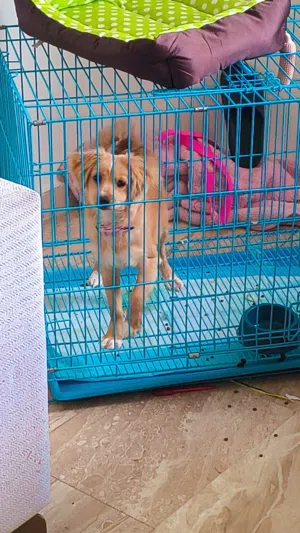 كلب للبيع عمره 7 اشهر