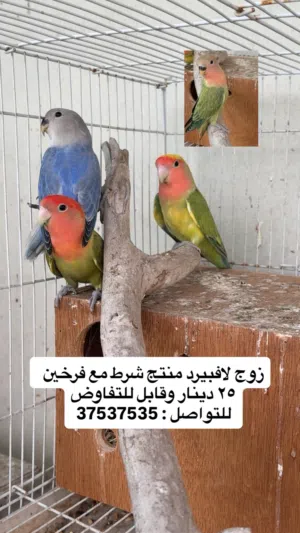 زوج لافبيرد منتج شرط