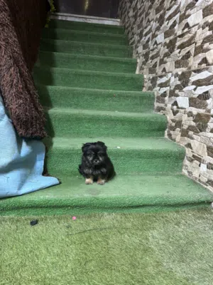 بكينيز مكس شيتزوو جراء أنثى عمرهم 50 يوم بأشكال مختلفه بمستوى أهالي بجنن للبيع سعر حرق 60دينار