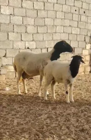 نعجه والده