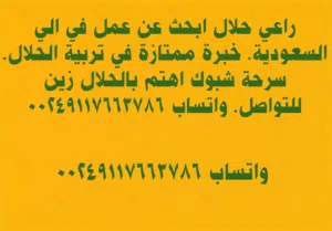 عامل تربية مواشي. البل. أغنام ابحث عن عمل الي السعودية