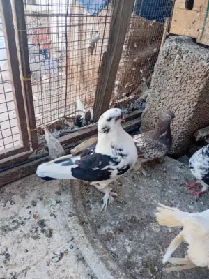 لي البيع مجموعه من الحمام